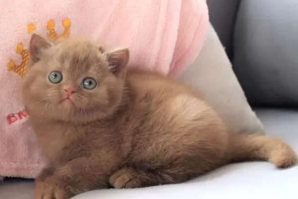 Ozel Rengiyle Chocolate British Shorthair