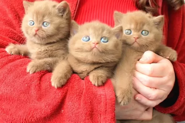 Ozel Rengiyle Chocolate British Shorthair
