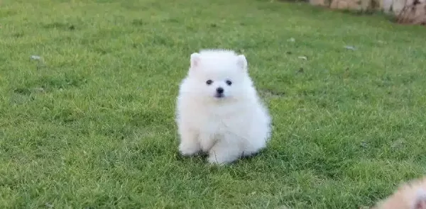 Safkan Pomeranian Boo Yavruları