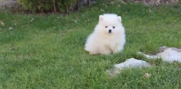 Safkan Pomeranian Boo Yavruları