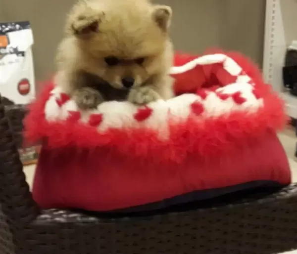 Safkan Pomeranian Boo Yavruları