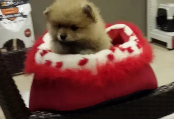 Safkan Pomeranian Boo Yavruları