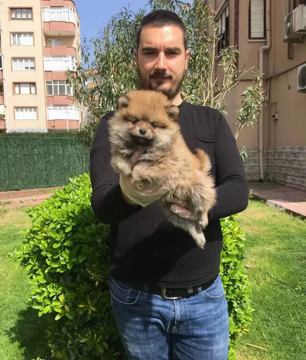 Irk Ve Sağlık Garantili Pomeranian Boo Yavrular Magazamızda