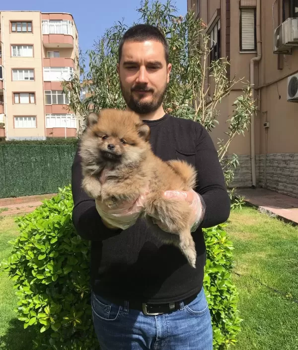 Irk Ve Sağlık Garantili Pomeranian Boo Yavrular Magazamızda