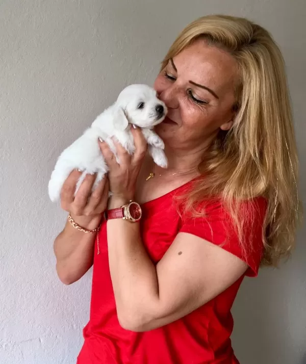 Pamuk Gibi Sirin Maltese Terrier Yavrularımız