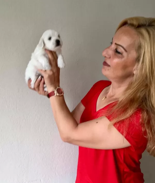 Pamuk Gibi Sirin Maltese Terrier Yavrularımız