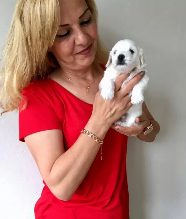 Pamuk Gibi Sirin Maltese Terrier Yavrularımız