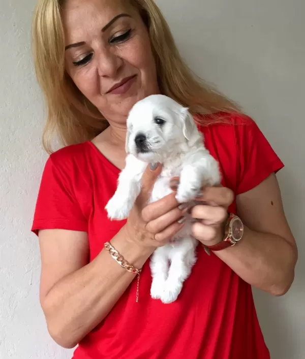 Pamuk Gibi Sirin Maltese Terrier Yavrularımız