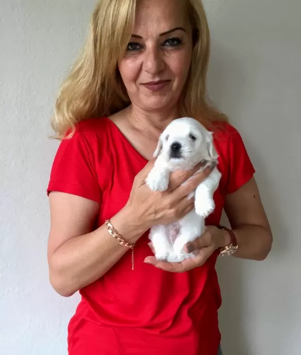 Pamuk Gibi Sirin Maltese Terrier Yavrularımız