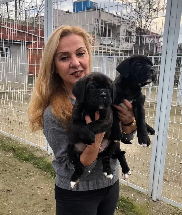 Irk Garantili Muhteşem Cane Corso Yavrularımız