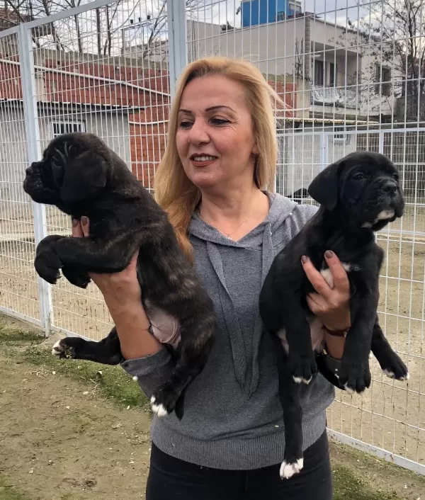 Irk Garantili Muhteşem Cane Corso Yavrularımız