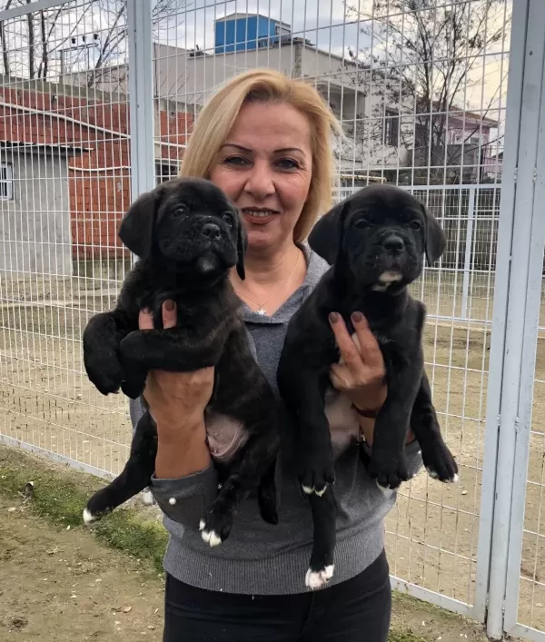 Irk Garantili Muhteşem Cane Corso Yavrularımız
