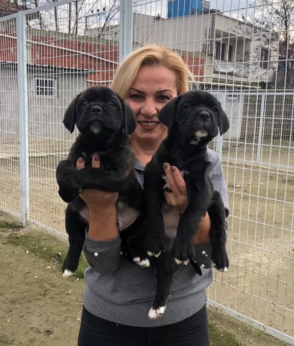 Irk Garantili Muhteşem Cane Corso Yavrularımız