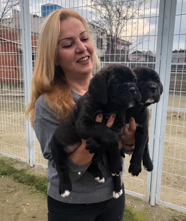 Irk Garantili Muhteşem Cane Corso Yavrularımız