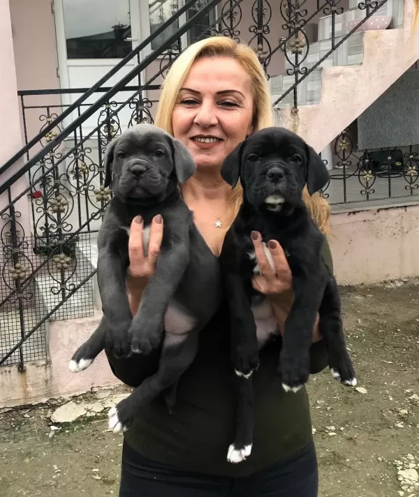 Dev Gibi Muhteşem Cane Corso Yavrularımız