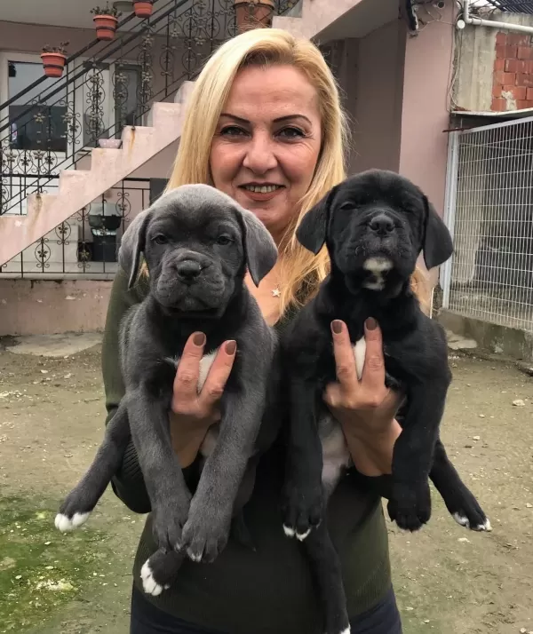 Dev Gibi Muhteşem Cane Corso Yavrularımız