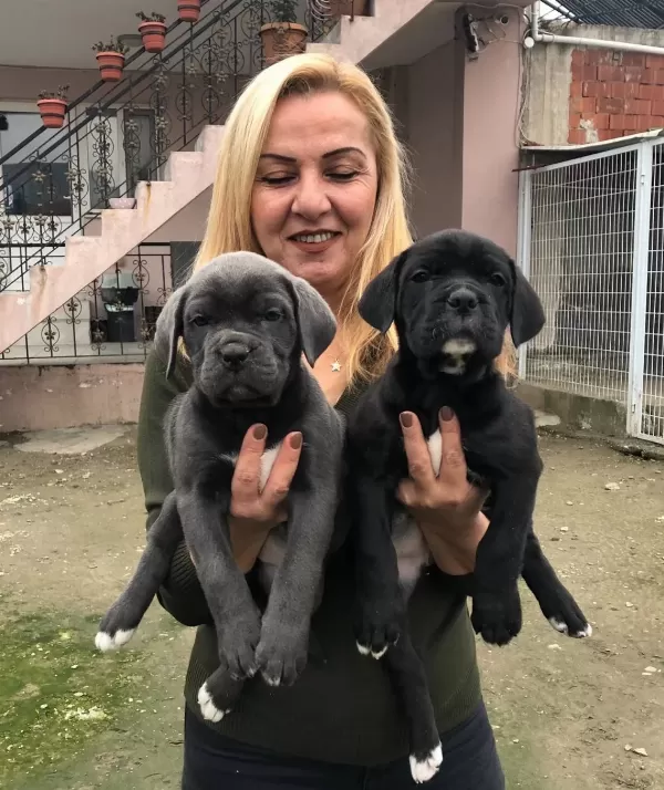 Dev Gibi Muhteşem Cane Corso Yavrularımız