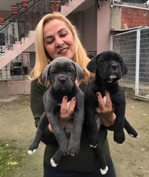 Dev Gibi Muhteşem Cane Corso Yavrularımız