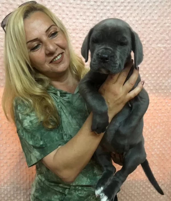 Dev Gibi Muhteşem Cane Corso Yavrularımız
