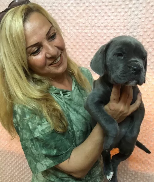Dev Gibi Muhteşem Cane Corso Yavrularımız