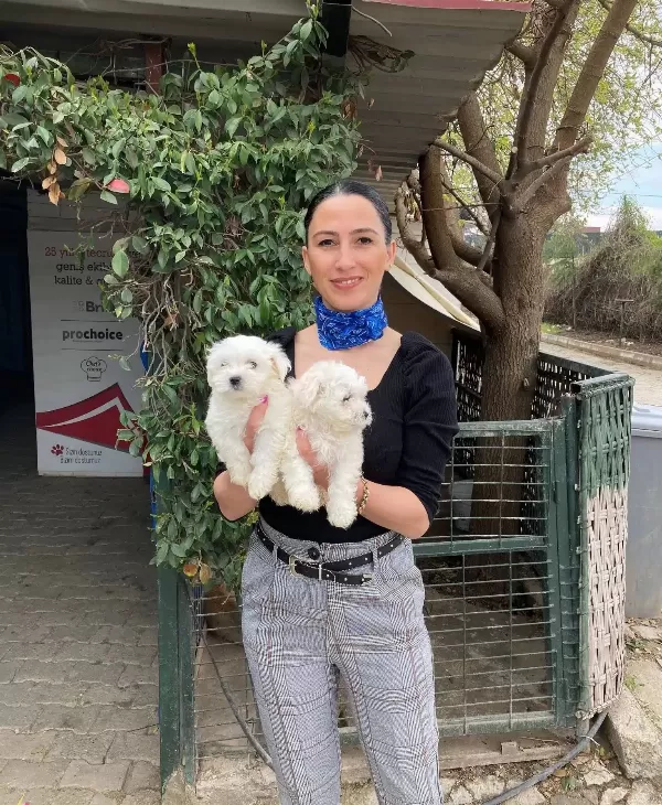 Maltese Yavrularım Sağlık Ve Irk Garantilidir