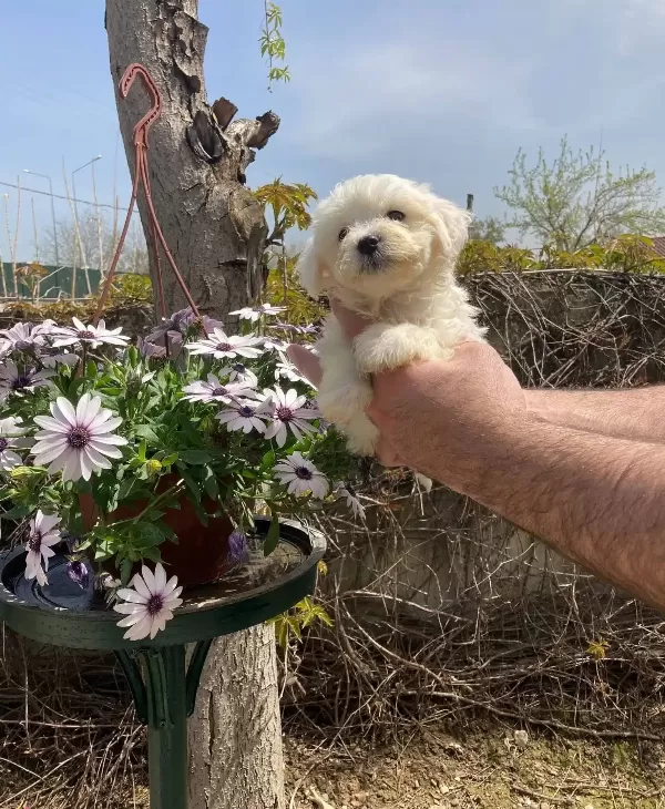 Maltese Yavrularım Sağlık Ve Irk Garantilidir