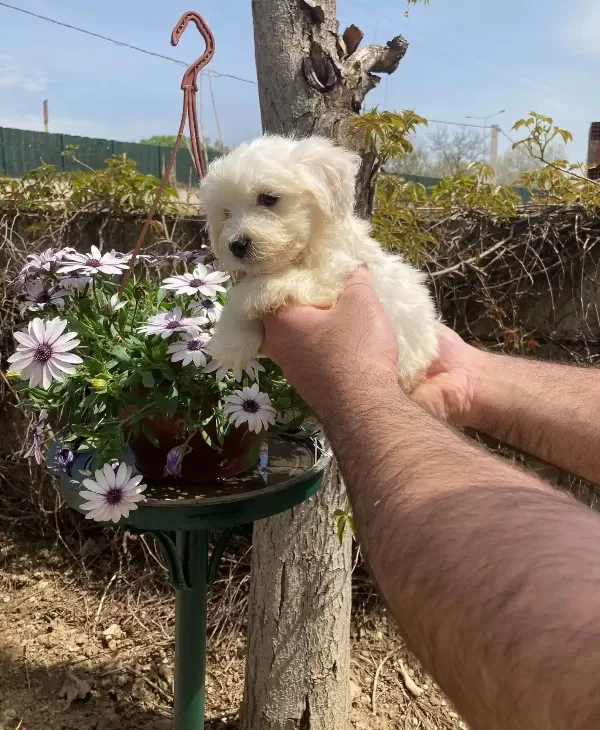 Maltese Yavrularım Sağlık Ve Irk Garantilidir