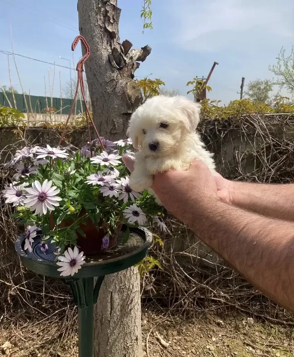 Maltese Yavrularım Sağlık Ve Irk Garantilidir