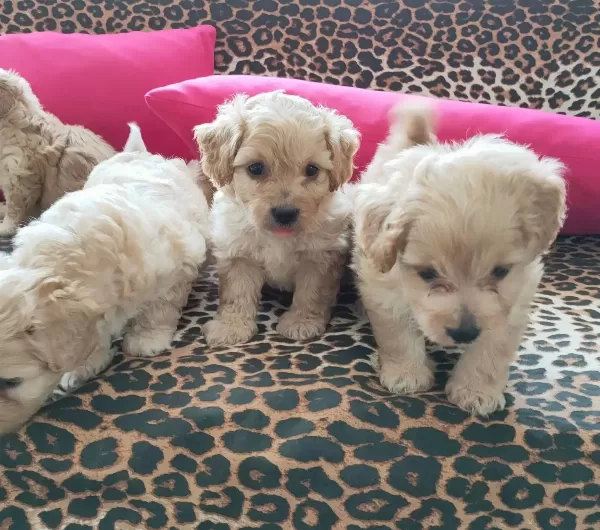 Maltipoo Yavrularım Sağlık Ve Irk Garantilidir