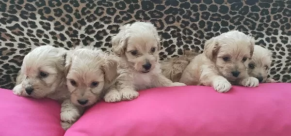 Maltipoo Yavrularım Sağlık Ve Irk Garantilidir
