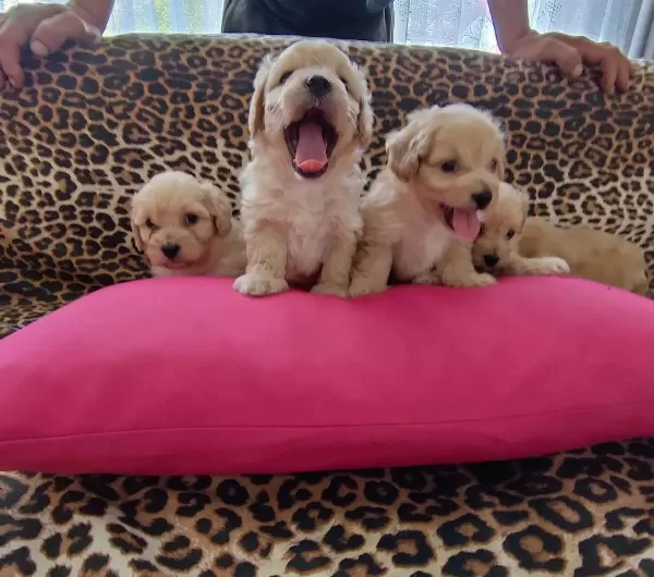Maltipoo Yavrularım Sağlık Ve Irk Garantilidir