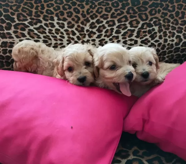 Maltipoo Yavrularım Sağlık Ve Irk Garantilidir