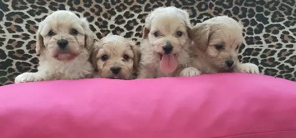 Maltipoo Yavrularım Sağlık Ve Irk Garantilidir