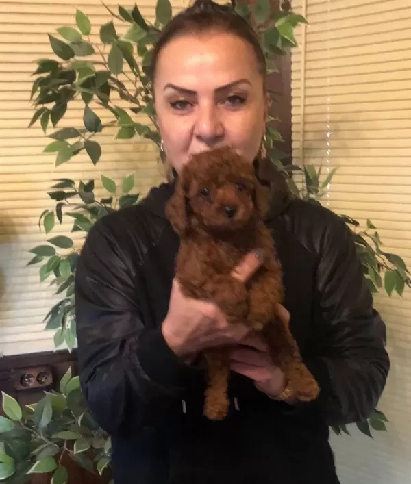 Irk Garantili Harika Toy Poodle Yavrularımız
