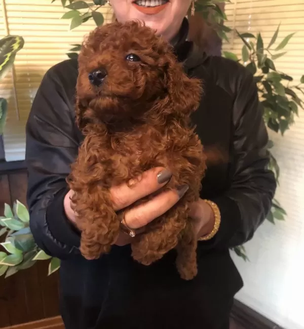 Irk Garantili Harika Toy Poodle Yavrularımız