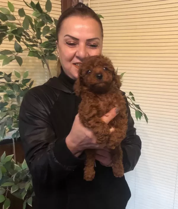 Irk Garantili Harika Toy Poodle Yavrularımız