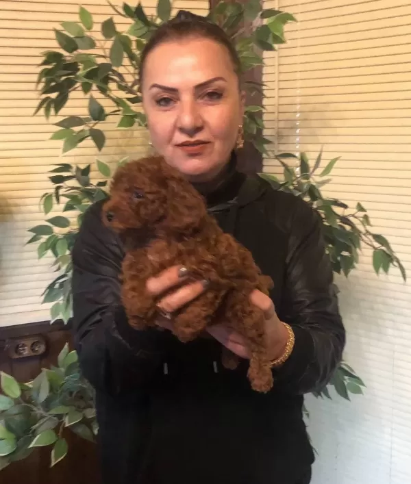 Irk Garantili Harika Toy Poodle Yavrularımız