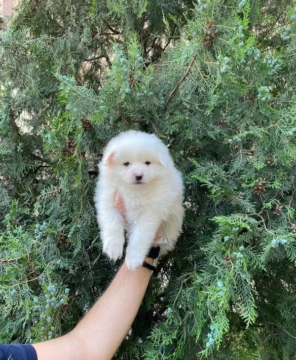 Kar Beyaz Pomeranian Spitz Yavrularımız