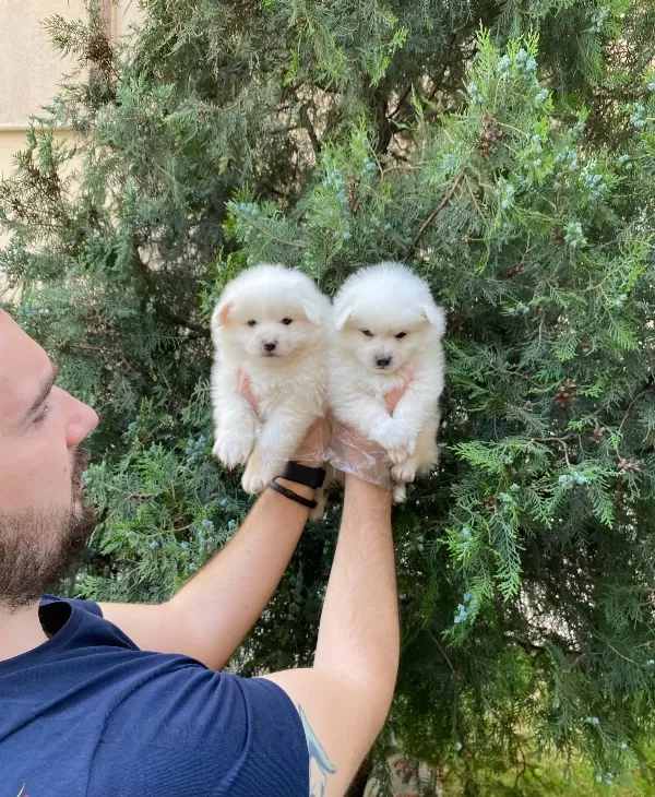 Kar Beyaz Pomeranian Spitz Yavrularımız