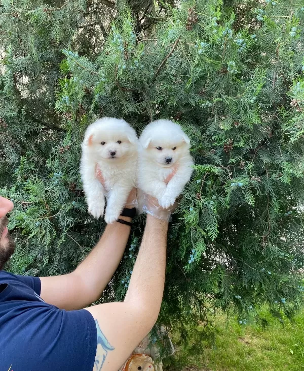 Kar Beyaz Pomeranian Spitz Yavrularımız