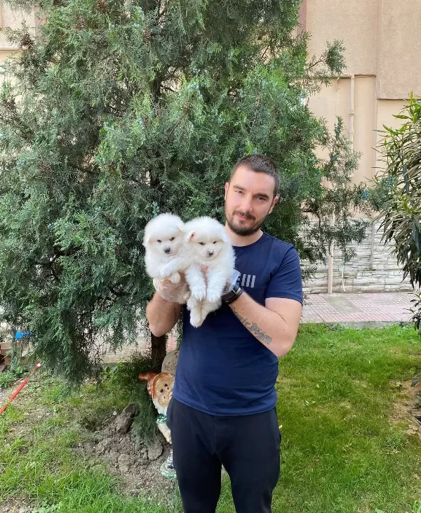 Kar Beyaz Pomeranian Spitz Yavrularımız
