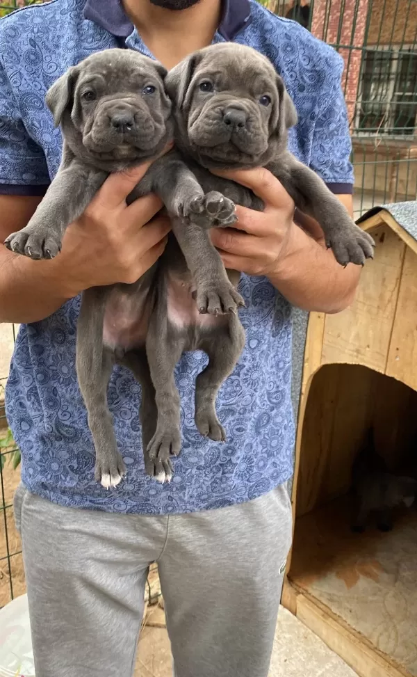 Blue Cane Corso Yavrularımız