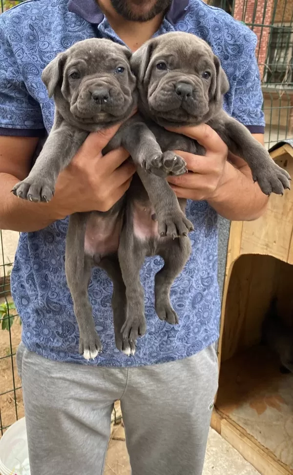 Blue Cane Corso Yavrularımız