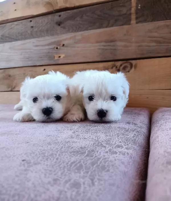 Mini Boy Karr Beyaz Maltese Bebeklerim
