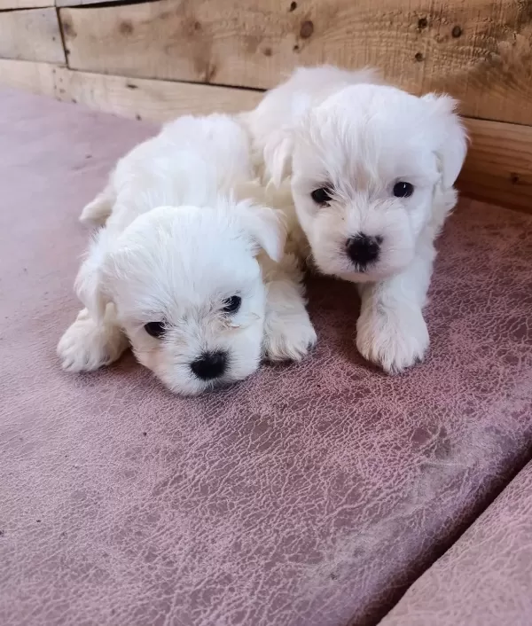 Mini Boy Karr Beyaz Maltese Bebeklerim