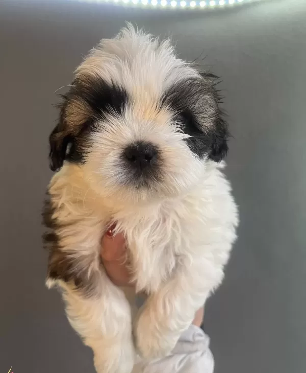 Mukemmel Maskeli Shih Tzu Bebekler