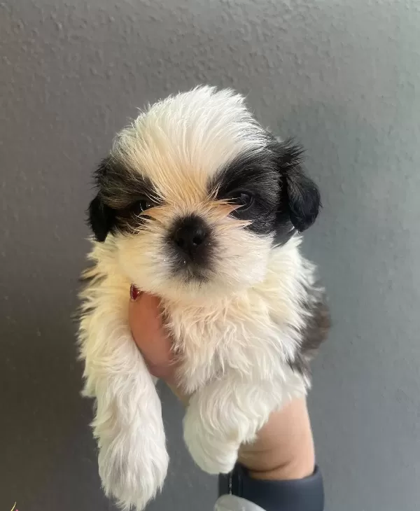 Mukemmel Maskeli Shih Tzu Bebekler