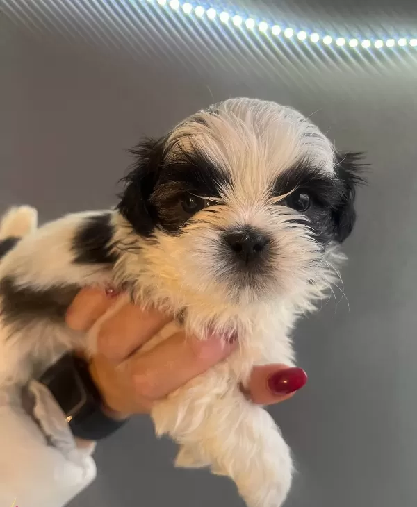 Mukemmel Maskeli Shih Tzu Bebekler