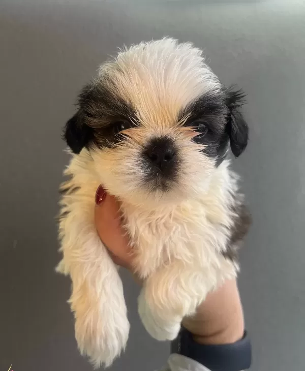 Mukemmel Maskeli Shih Tzu Bebekler