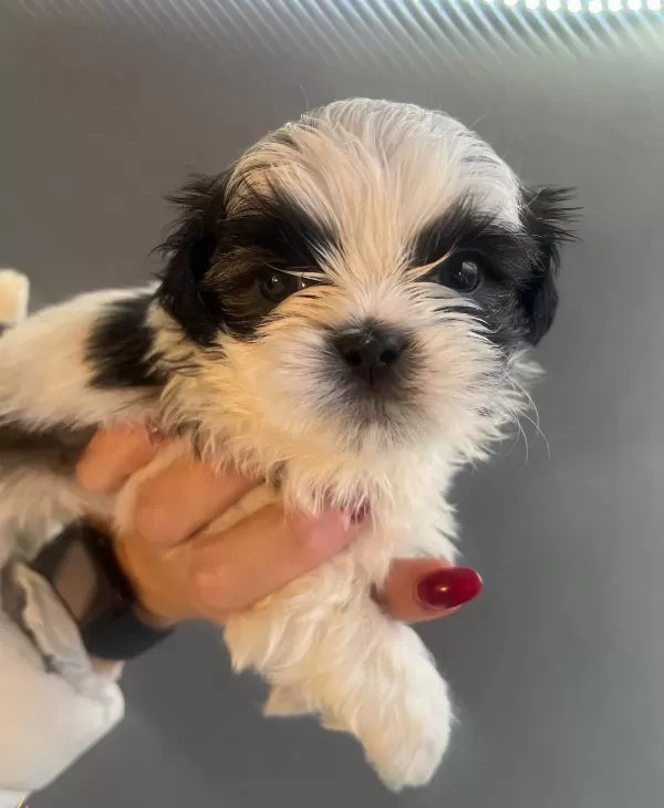 Mukemmel Maskeli Shih Tzu Bebekler